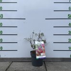 Budleja Dávidova (Buddleja Davidii) ´FLOWER POWER´ - výška 20-30 cm, kont. C2L